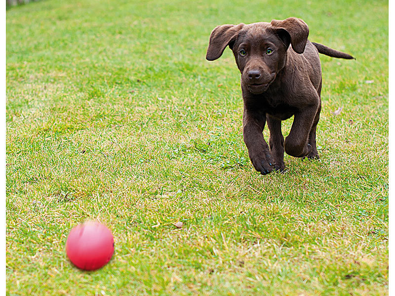 ; Hundespielzeug Hundespielzeug 
