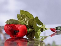 ;   