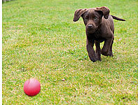 ; Hundespielzeug Hundespielzeug 