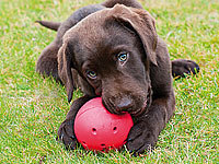 ; Hundespielzeug Hundespielzeug 