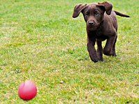 ; Hundespielzeug Hundespielzeug 