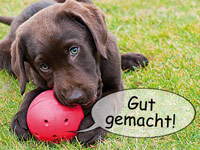 ; Hundespielzeug Hundespielzeug 