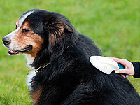 ; Katzenbürsten 